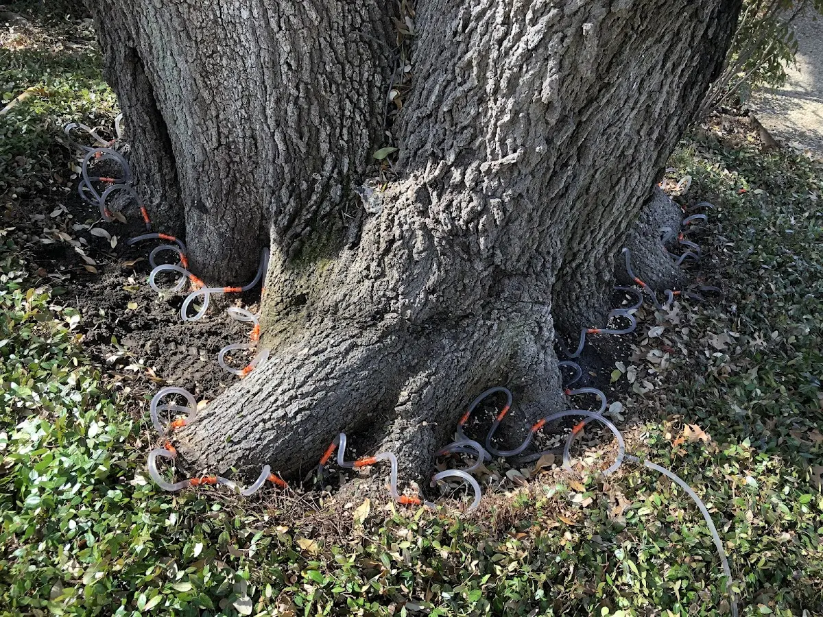 Detailed Tree Cabling and Bracing job site in Micro