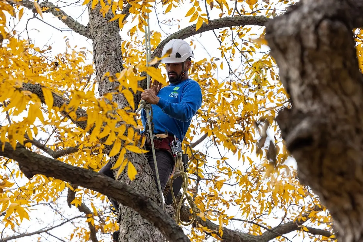 Skilled Tree Transplanting crew working in Micro