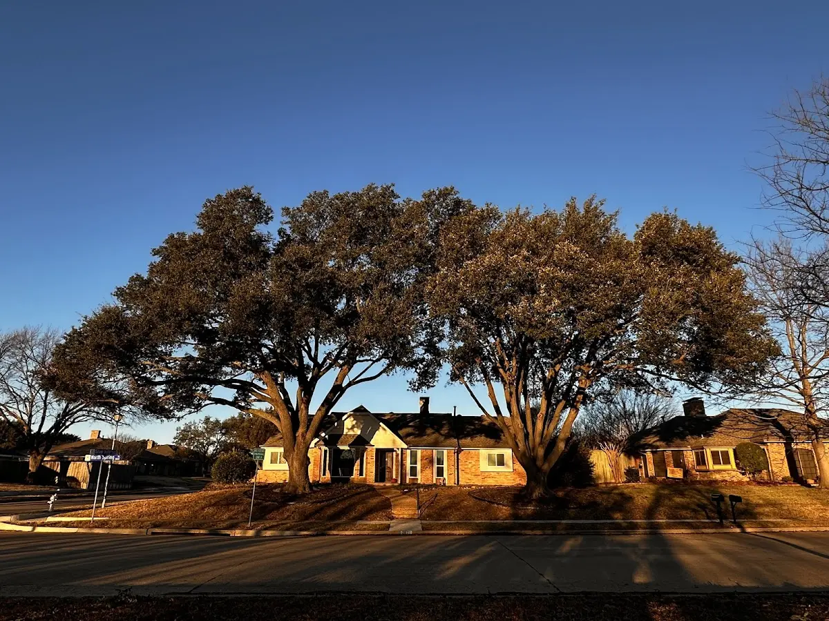 Established residential canopy tree shading a home in Micro